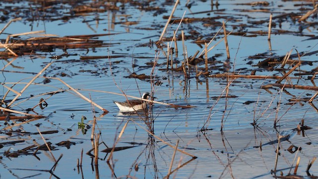 Wilson's Phalarope - ML618657899