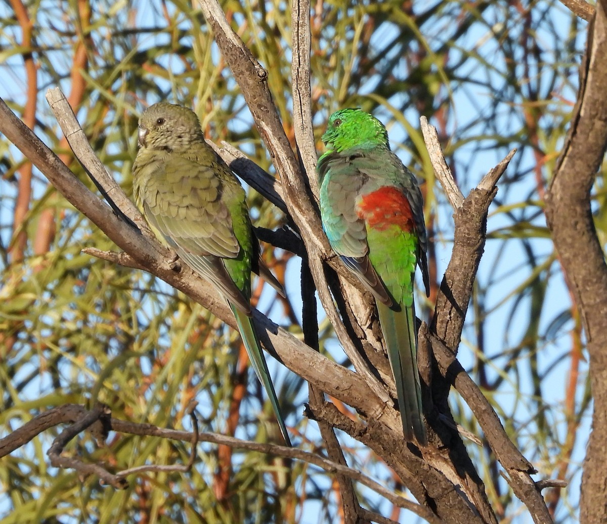 Red-rumped Parrot - Rodney van den Brink