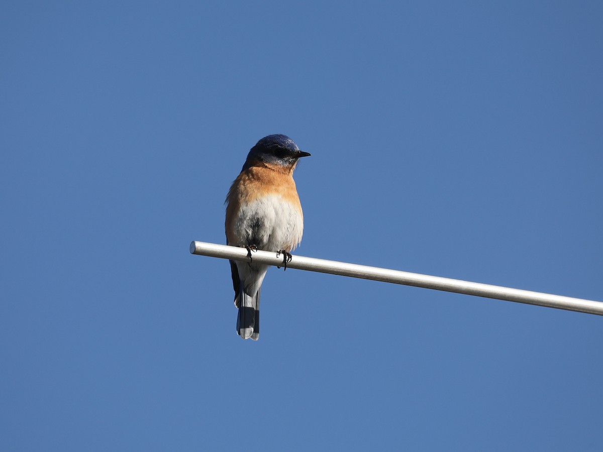 Eastern Bluebird - ML618657918