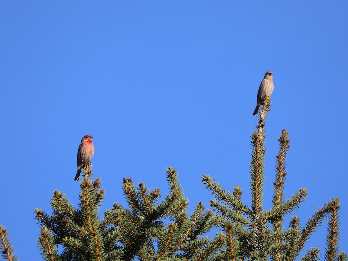 House Finch - Daniel Hinnebusch