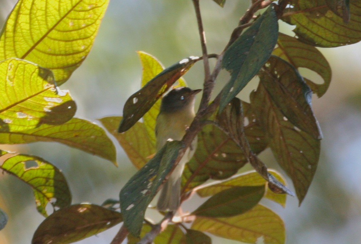 Tepuivireo - ML618657940