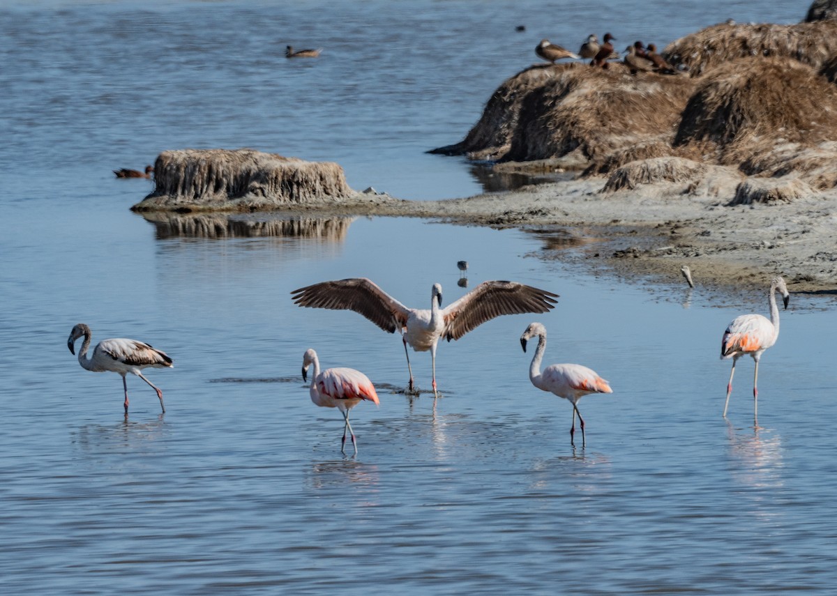 Şili Flamingosu - ML618657976