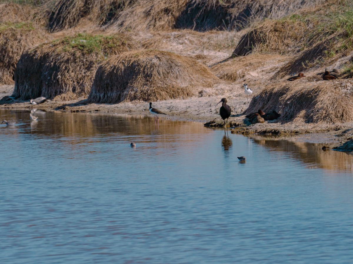 Puna Çeltikçisi - ML618657980