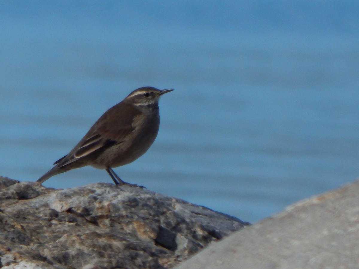 Remolinera Araucana - ML618657984