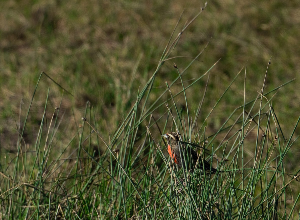 Peruvian Meadowlark - Jesu Mallea