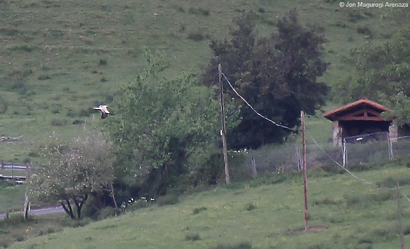 Egyptian Vulture - ML618658014