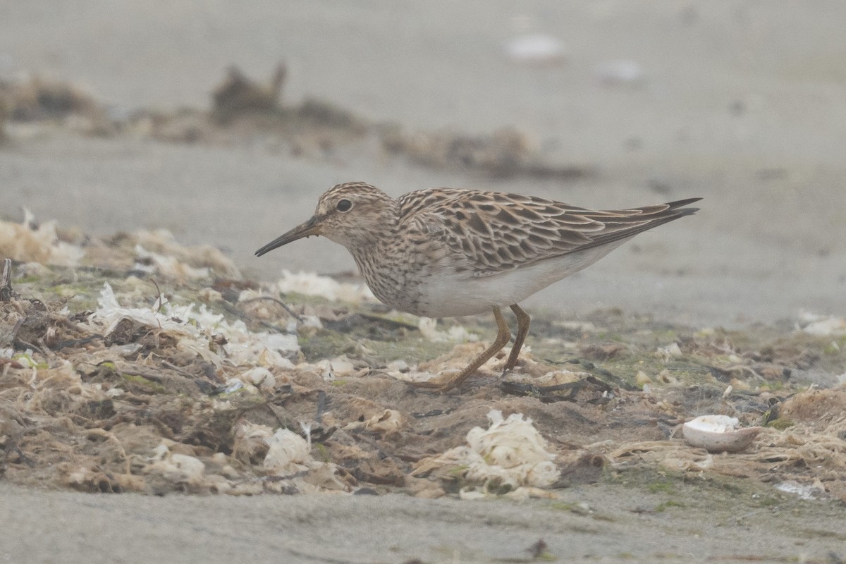 Pectoral Sandpiper - Tim Metcalf