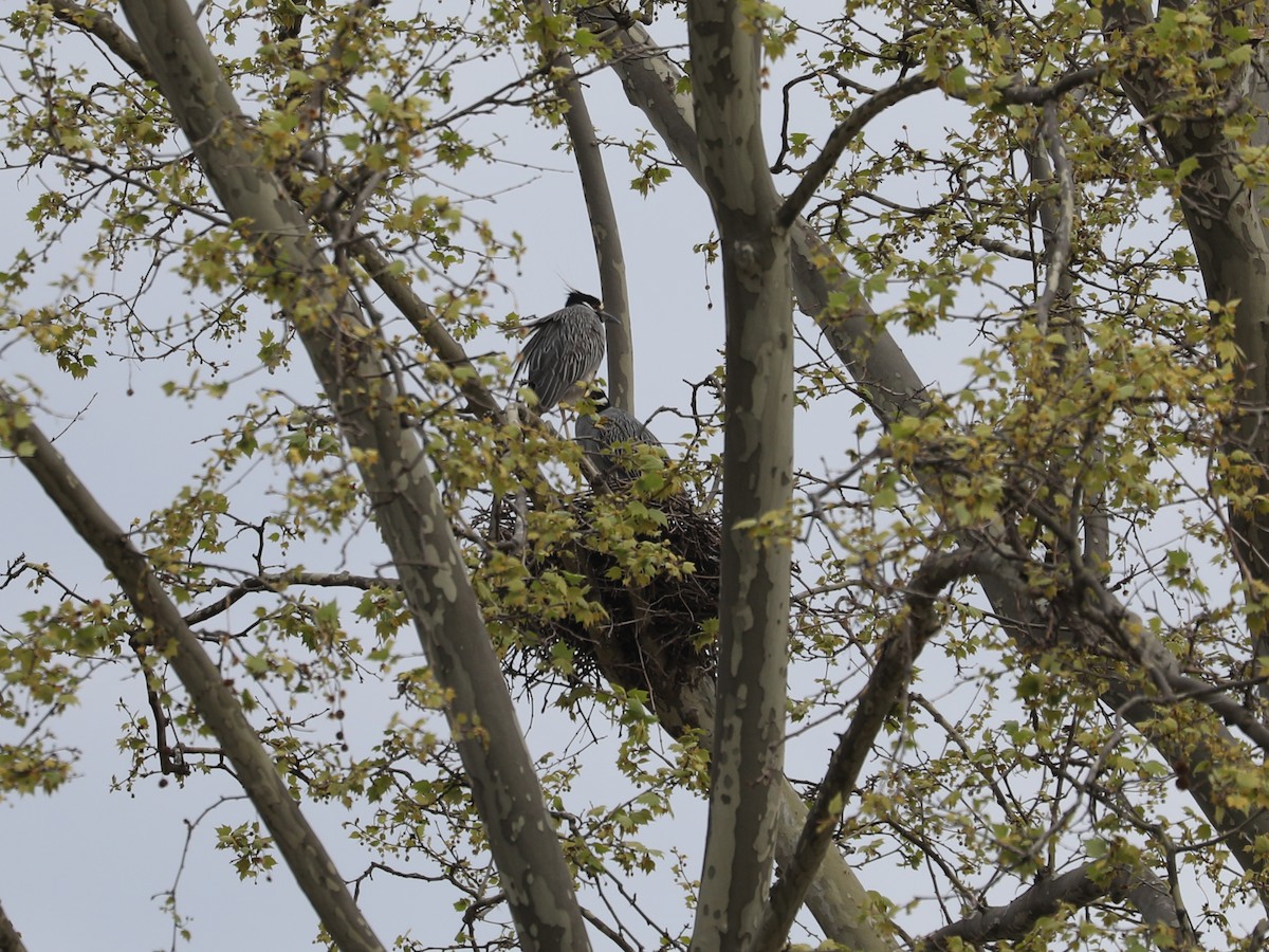 Yellow-crowned Night Heron - ML618658041