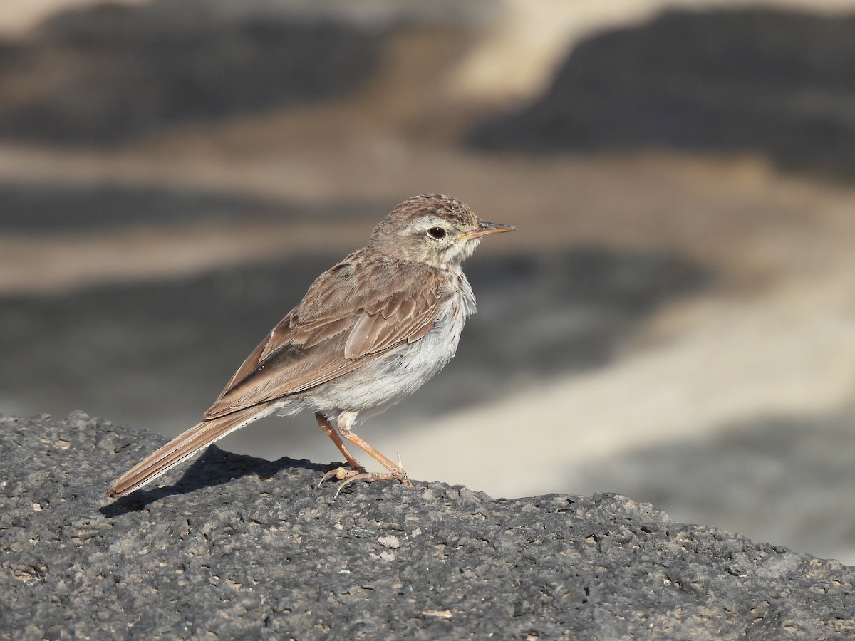 Berthelot's Pipit - Dani G. Jambrina