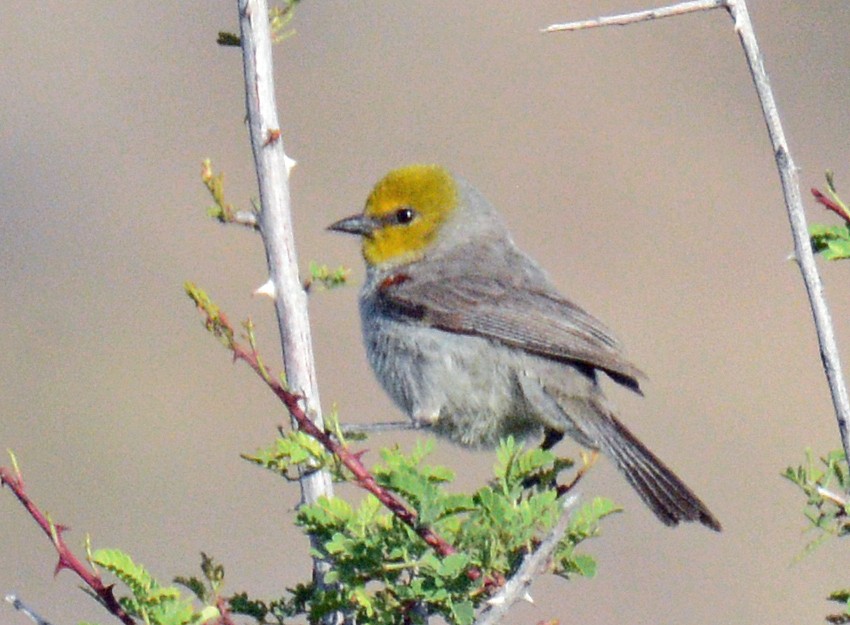 Pájaro Moscón Baloncito - ML618658086