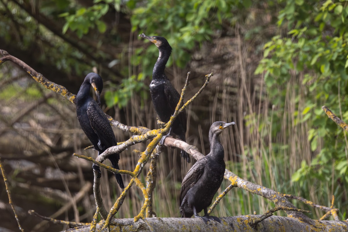 Cormorán Grande - ML618658089