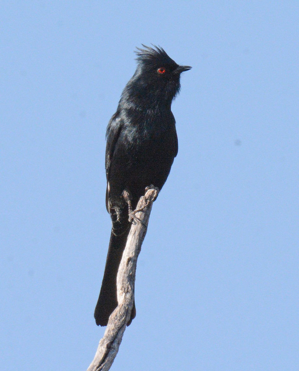 Capulinero Negro - ML618658091