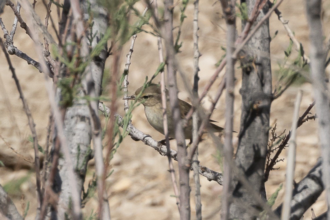 Eastern Olivaceous Warbler - ML618658118