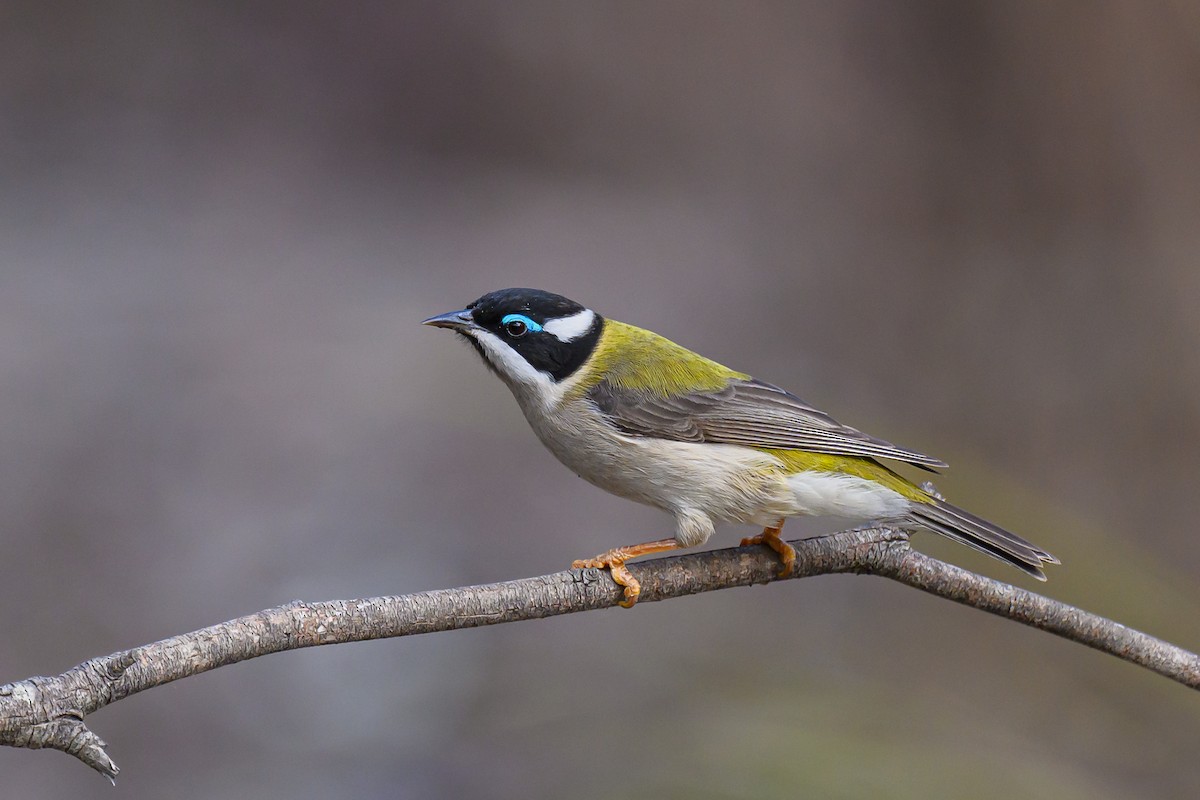 Black-chinned Honeyeater (Black-chinned) - ML618658135