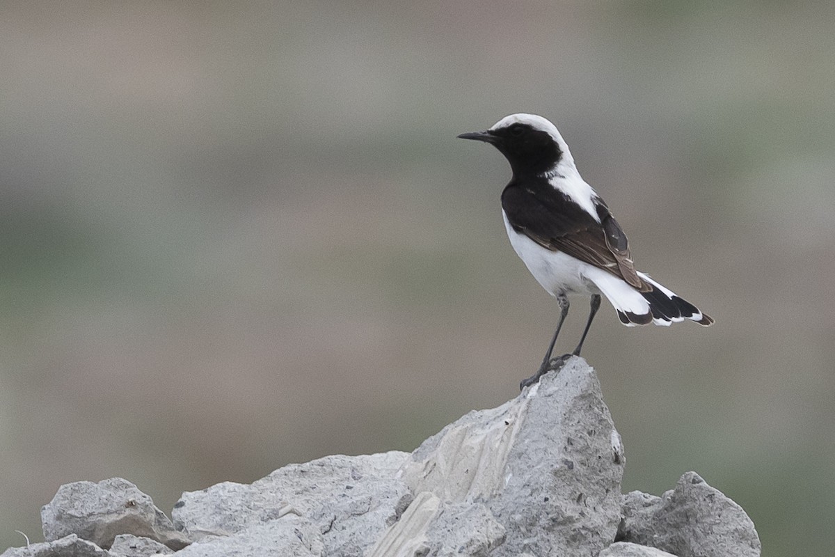 Finsch's Wheatear - ML618658138