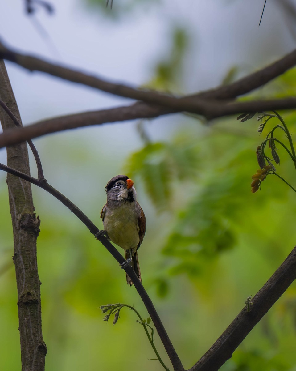 Gray-headed Parrotbill - ML618658204