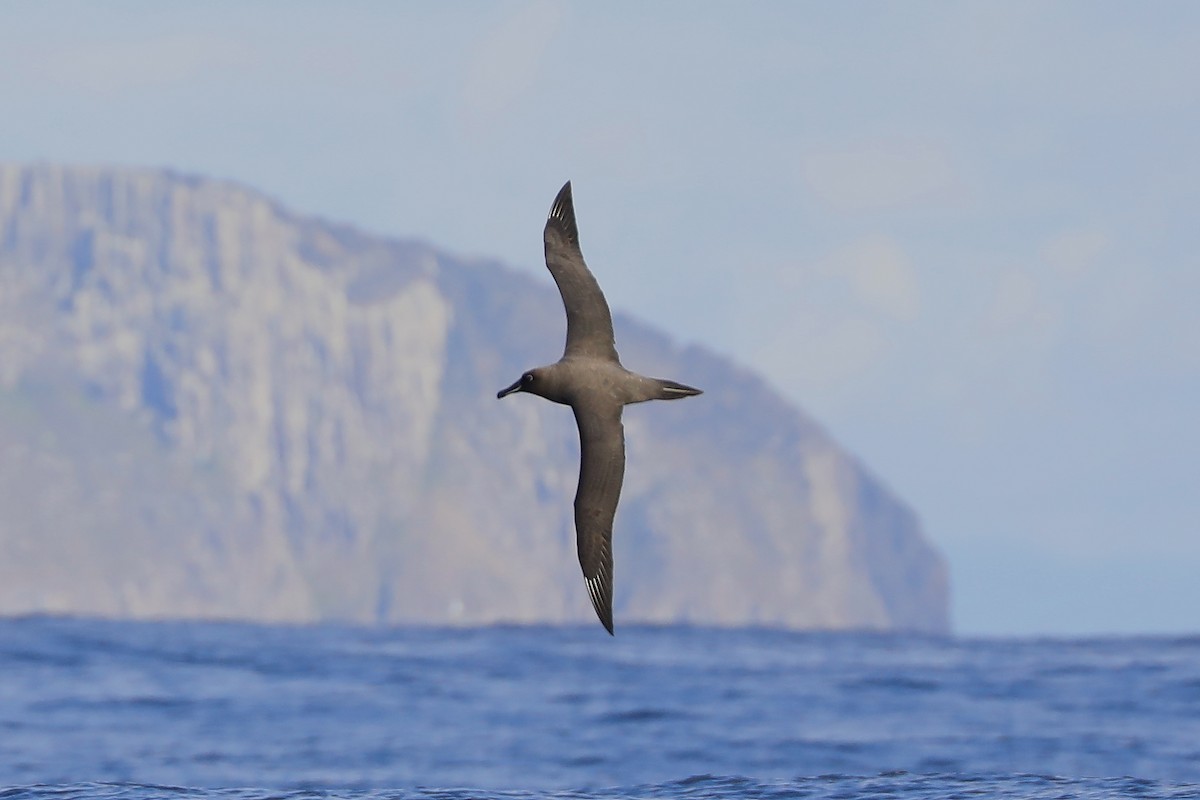 Sooty Albatross - ML618658207