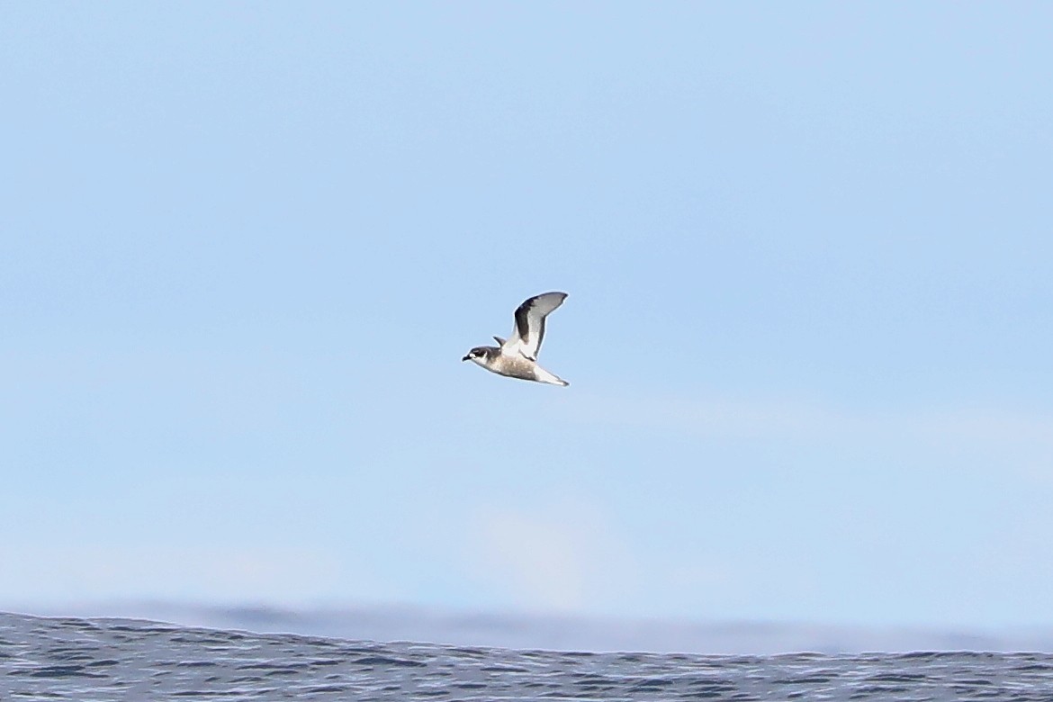 Mottled Petrel - ML618658212