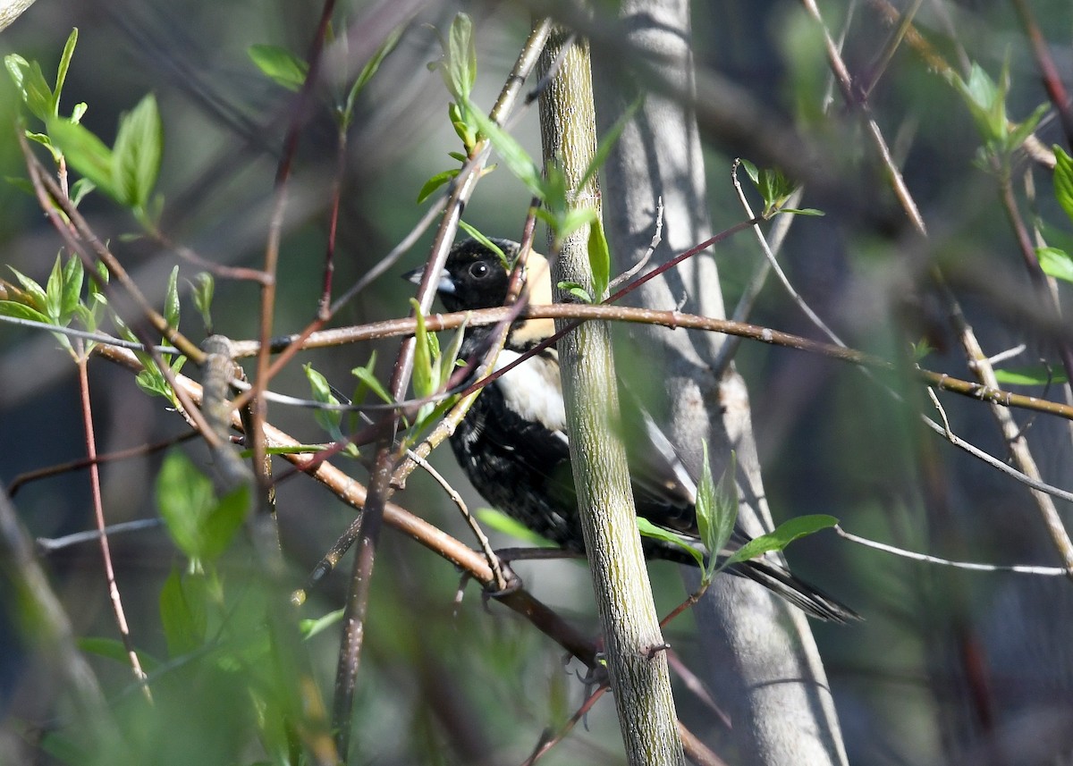 Bobolink - Gary Chapin