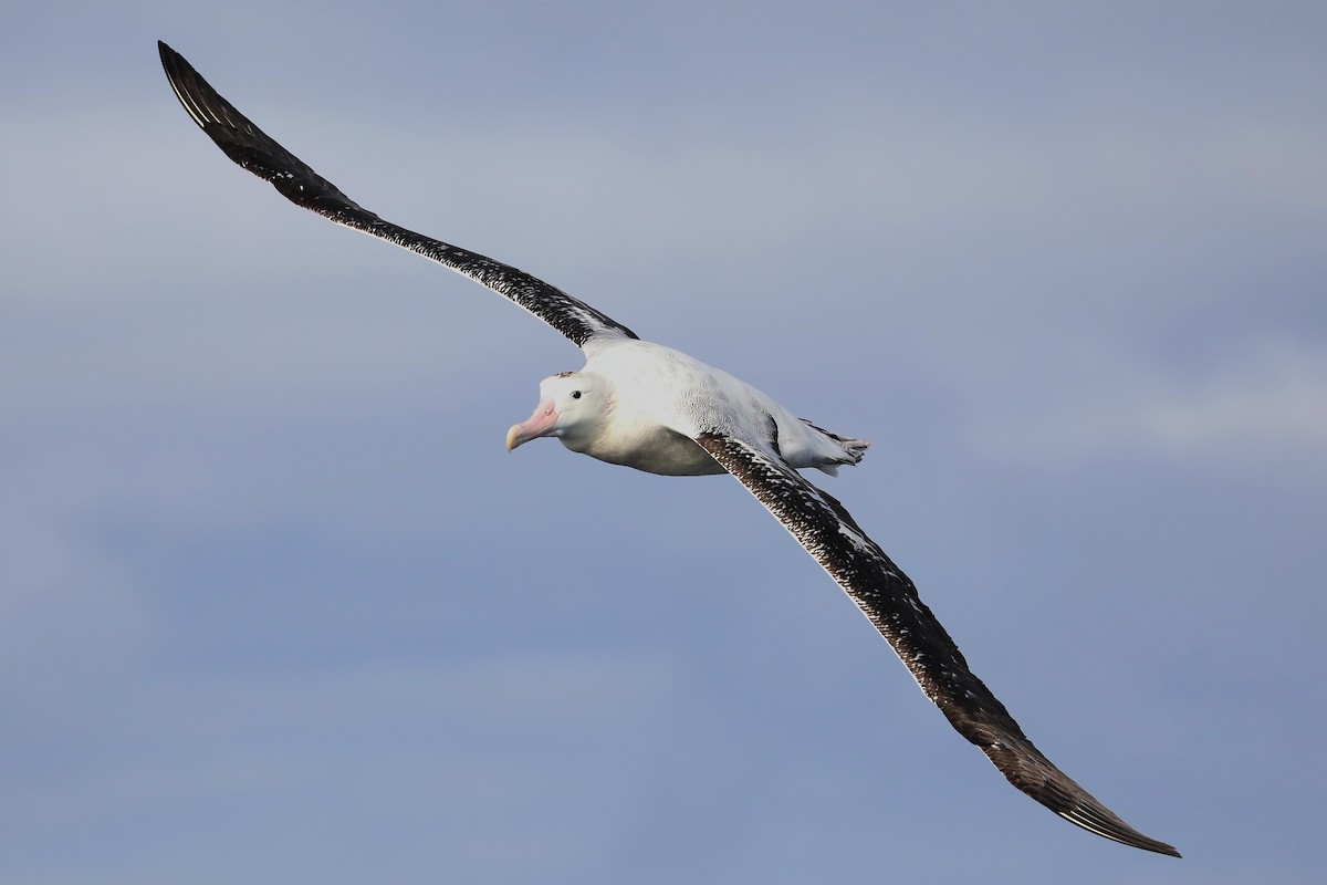 Antipodean Albatross (Gibson's) - Peter Kyne