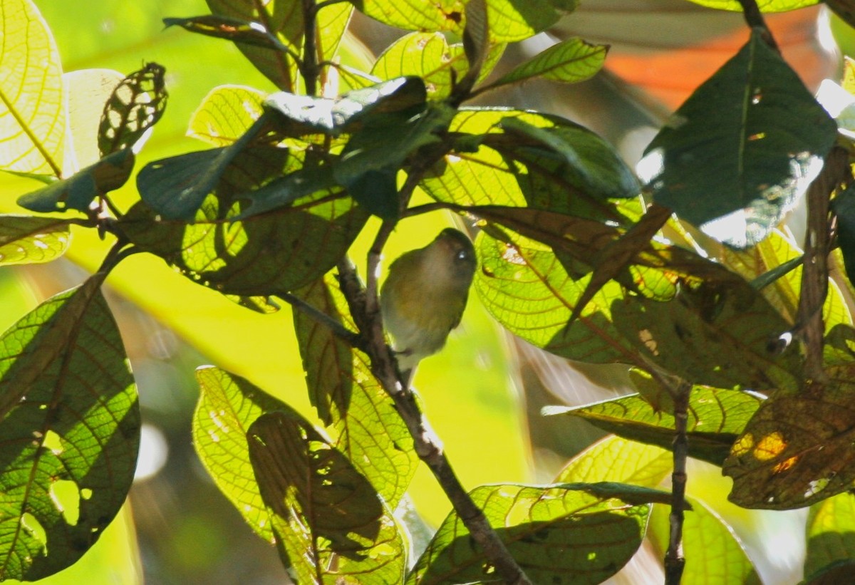 Tepui Vireo - Clyde Blum