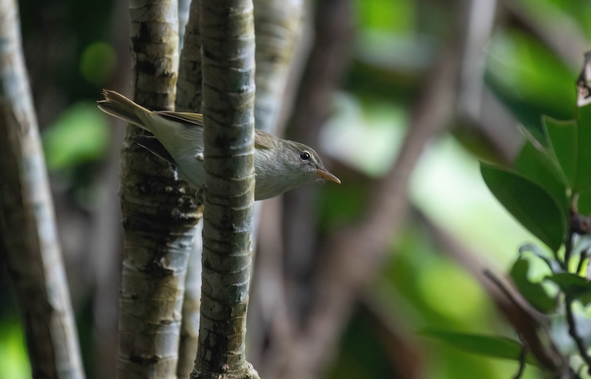 Ijima's Leaf Warbler - ML618658249