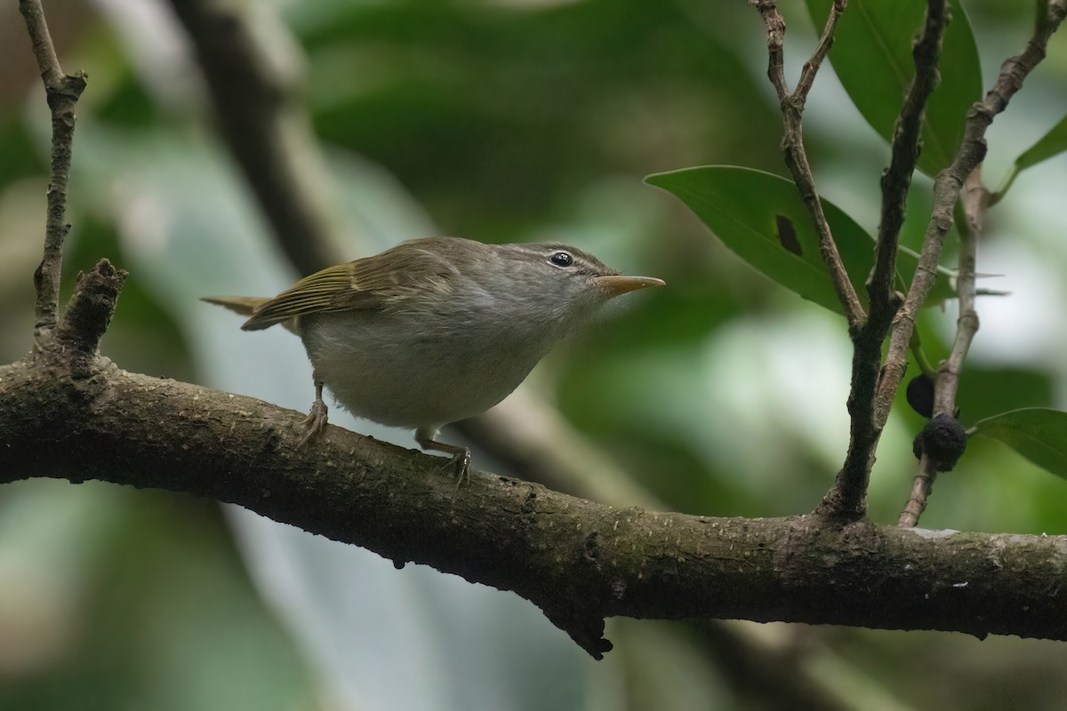 Ijima's Leaf Warbler - ML618658262