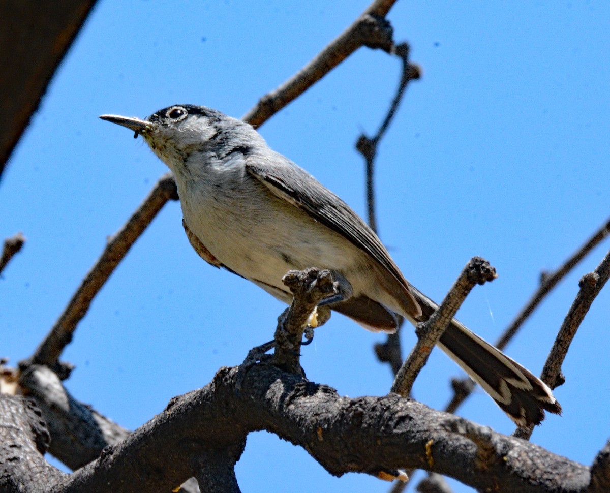 Black-tailed Gnatcatcher - ML618658269