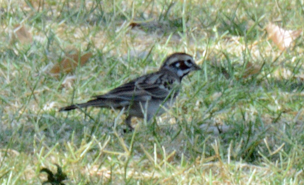 Lark Sparrow - Michael J Good