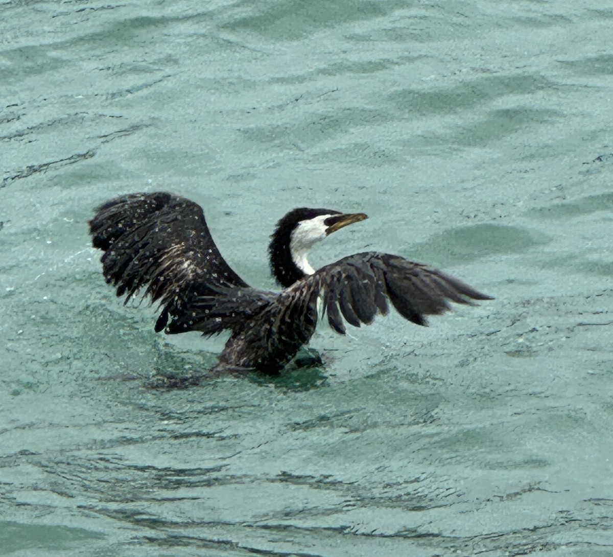 Little Pied Cormorant - ML618658329