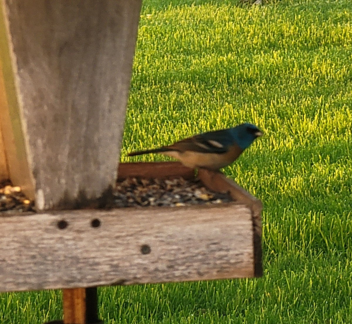 Lazuli Bunting - ML618658347