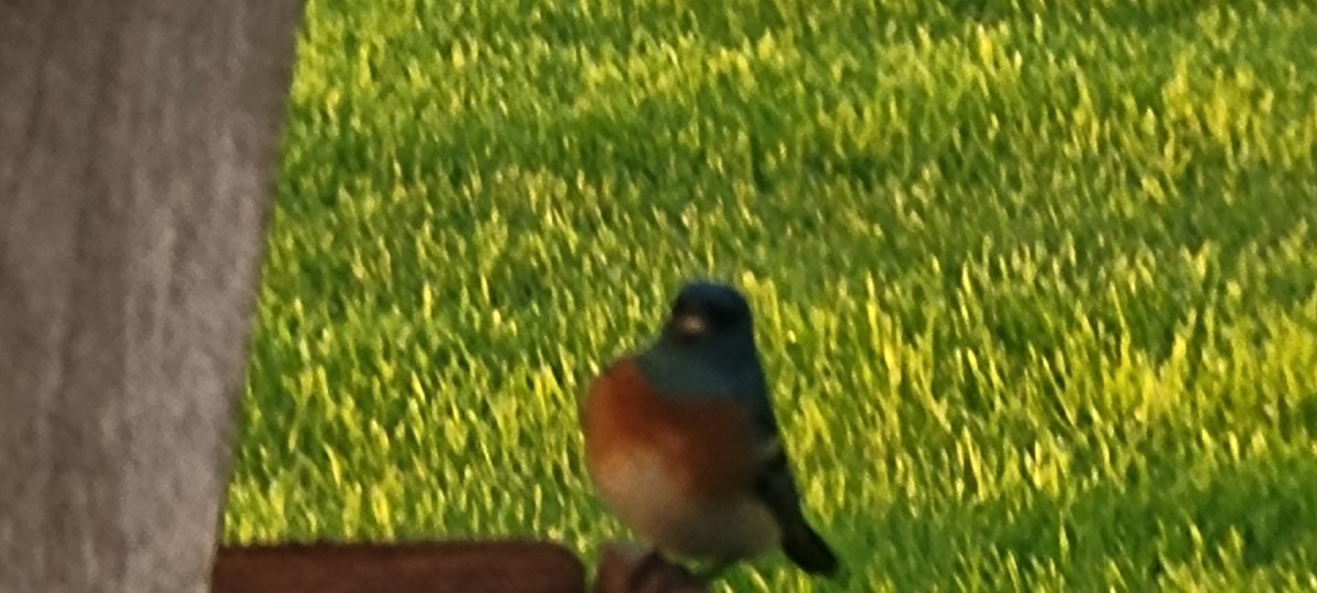 Lazuli Bunting - Terry McNeely