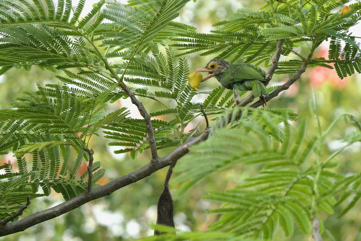 Lineated Barbet - ML618658357