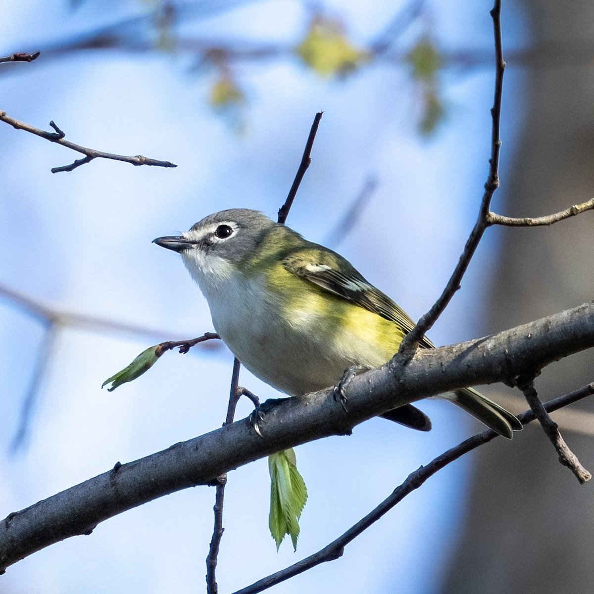 Blue-headed Vireo - Greg O’Brien