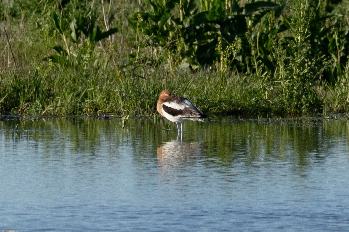 Avocette d'Amérique - ML618658391