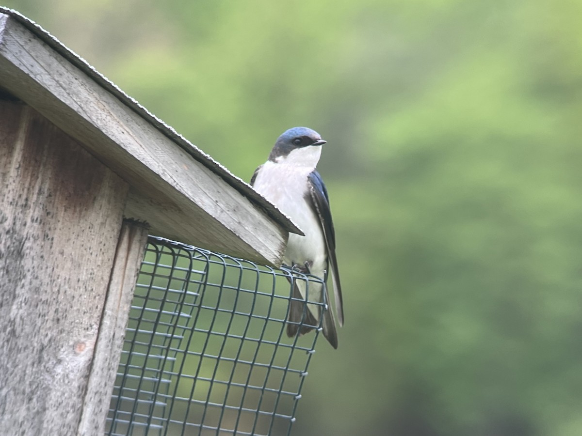 Tree Swallow - ML618658396