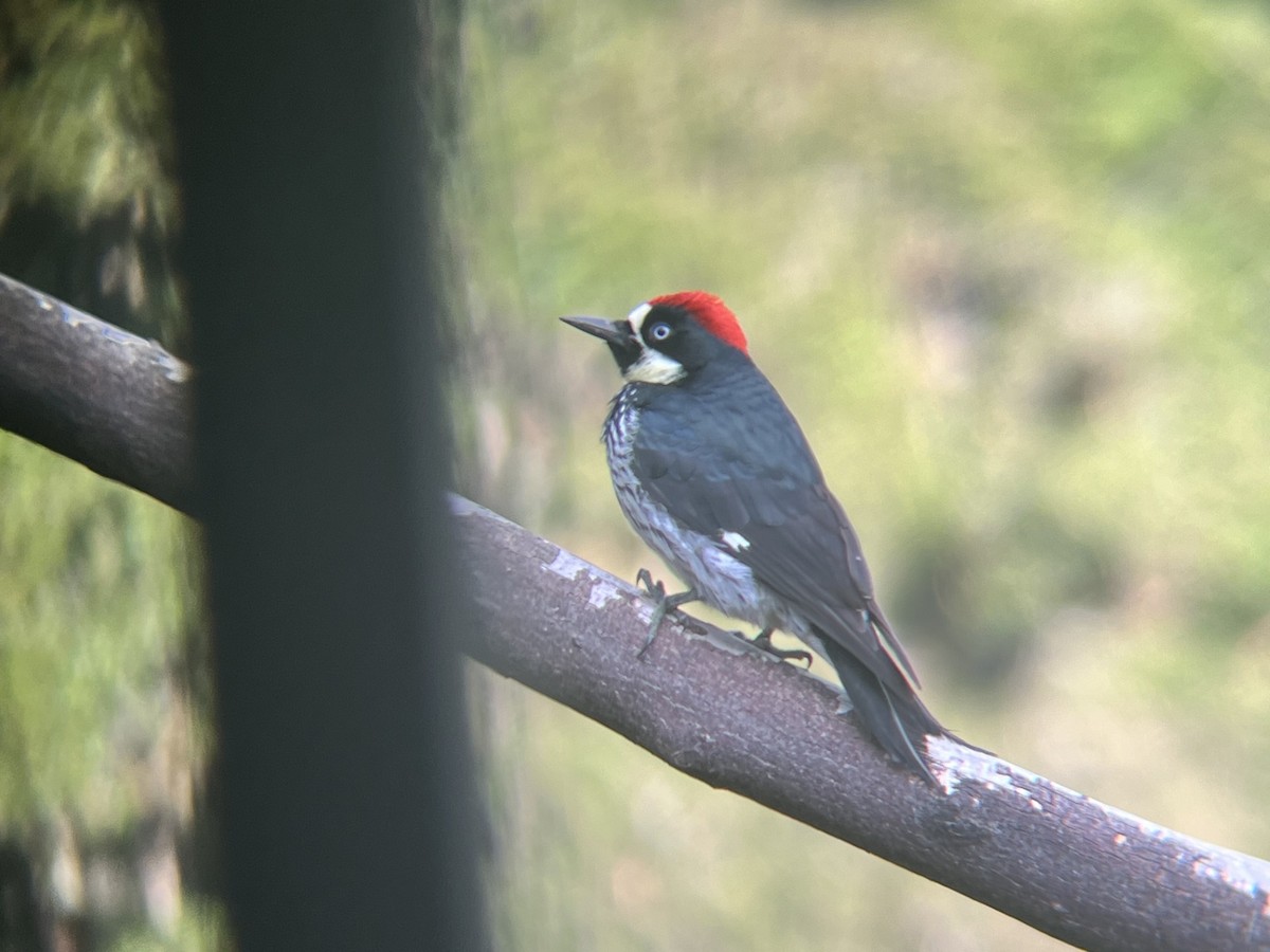 Acorn Woodpecker - ML618658408