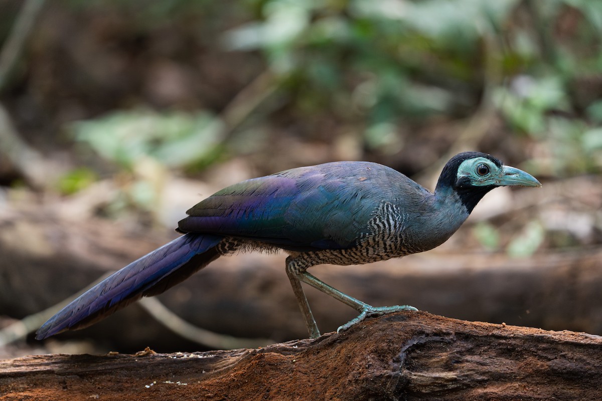 Bornean Ground-Cuckoo - ML618658414