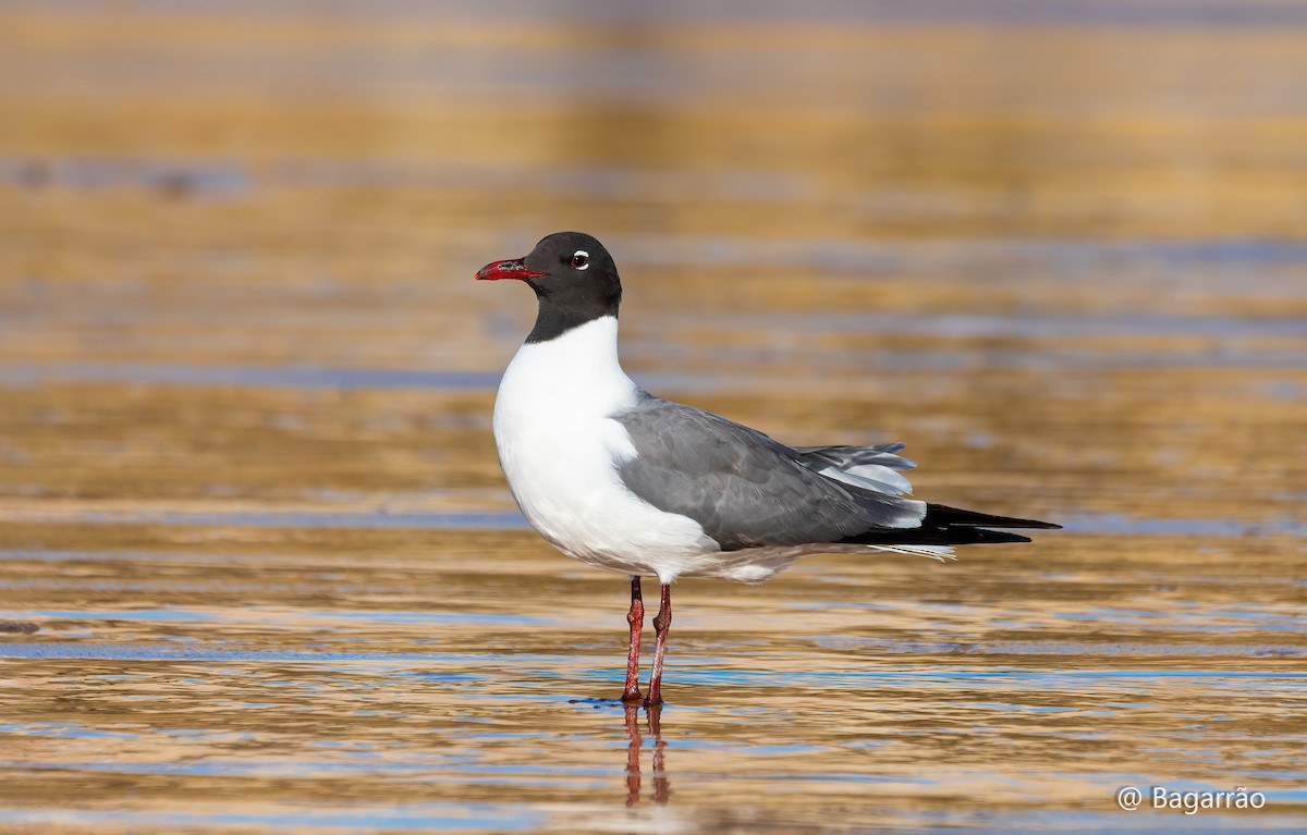 Laughing Gull - Renato Bagarrão