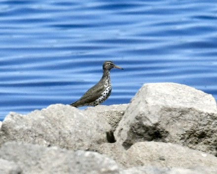 Spotted Sandpiper - ML618658421