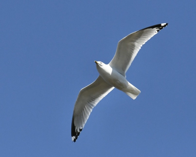 Ring-billed Gull - Heather Pickard