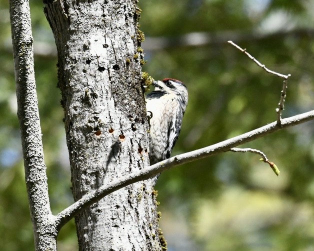 Yellow-bellied Sapsucker - ML618658428