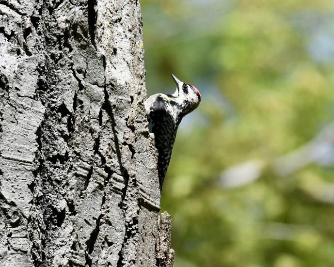 Yellow-bellied Sapsucker - ML618658429