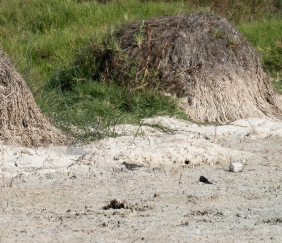 Benekli Düdükçün - ML618658435