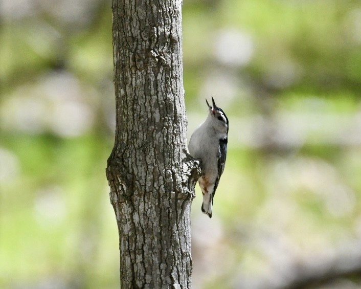 White-breasted Nuthatch - Heather Pickard