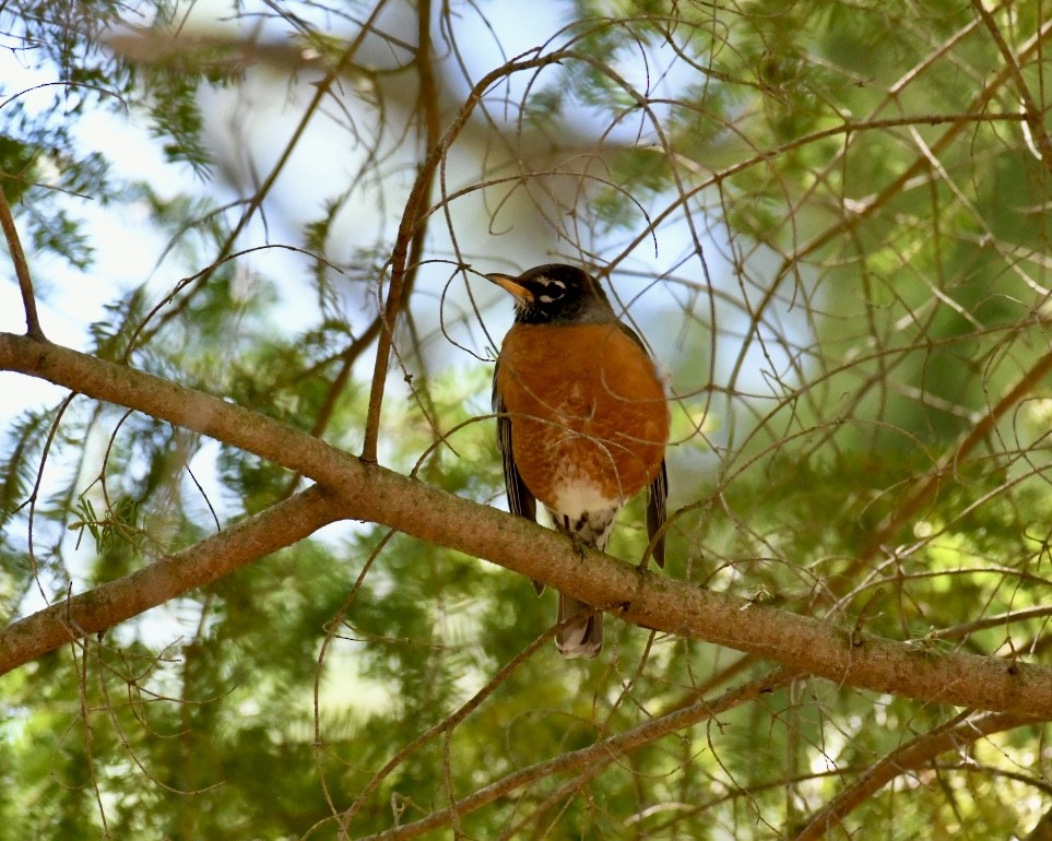 American Robin - ML618658441