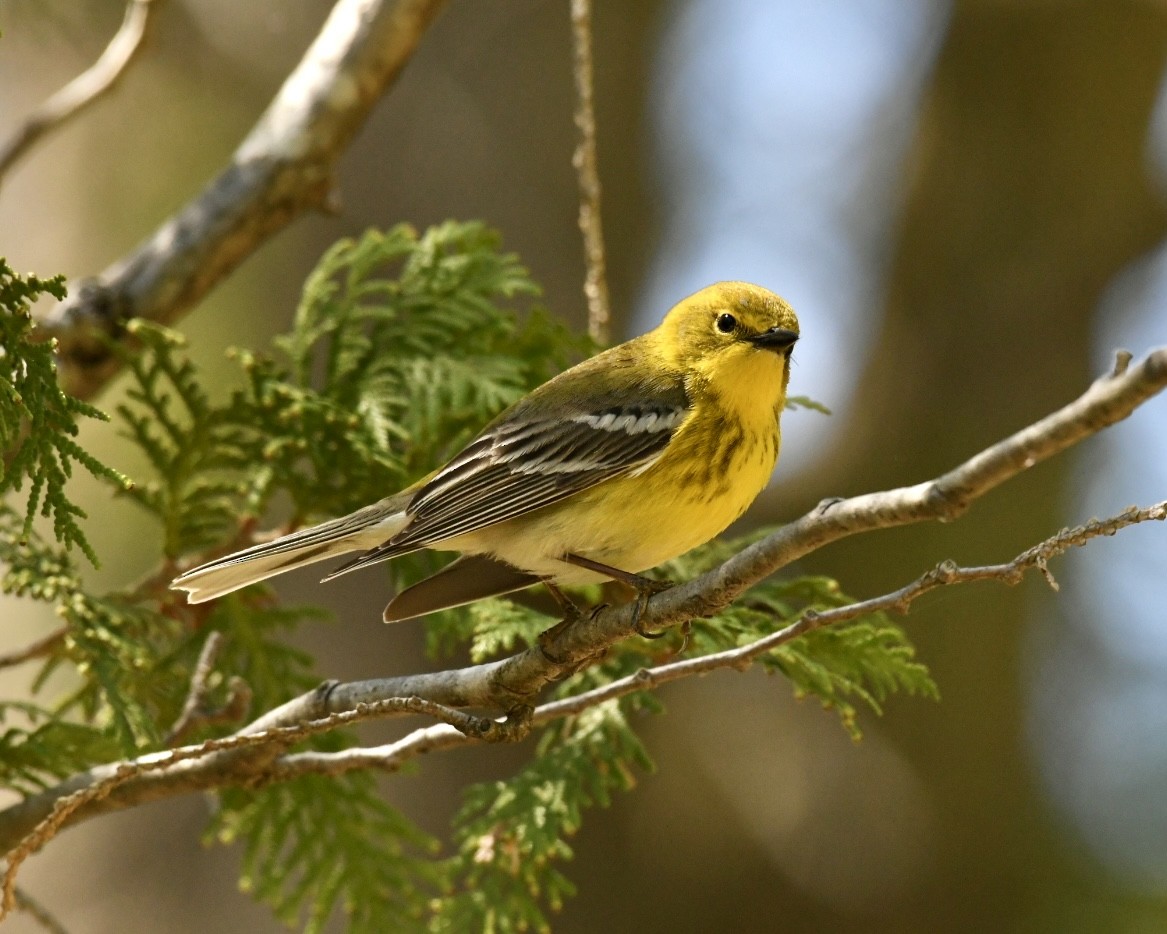 Pine Warbler - ML618658458