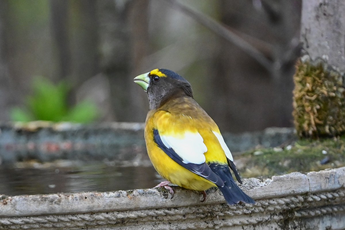 Evening Grosbeak - Serg Tremblay