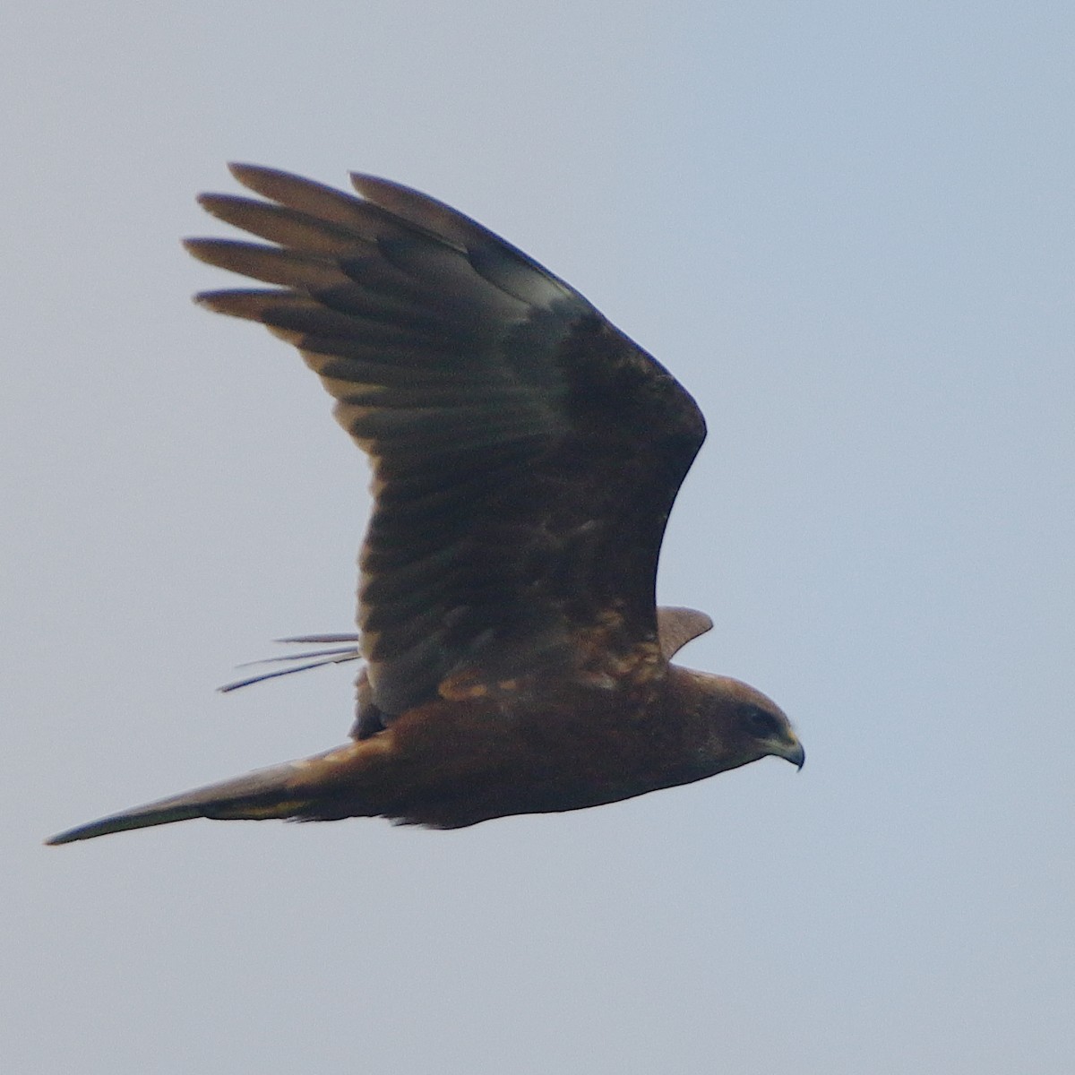 Western Marsh Harrier - ML618658492