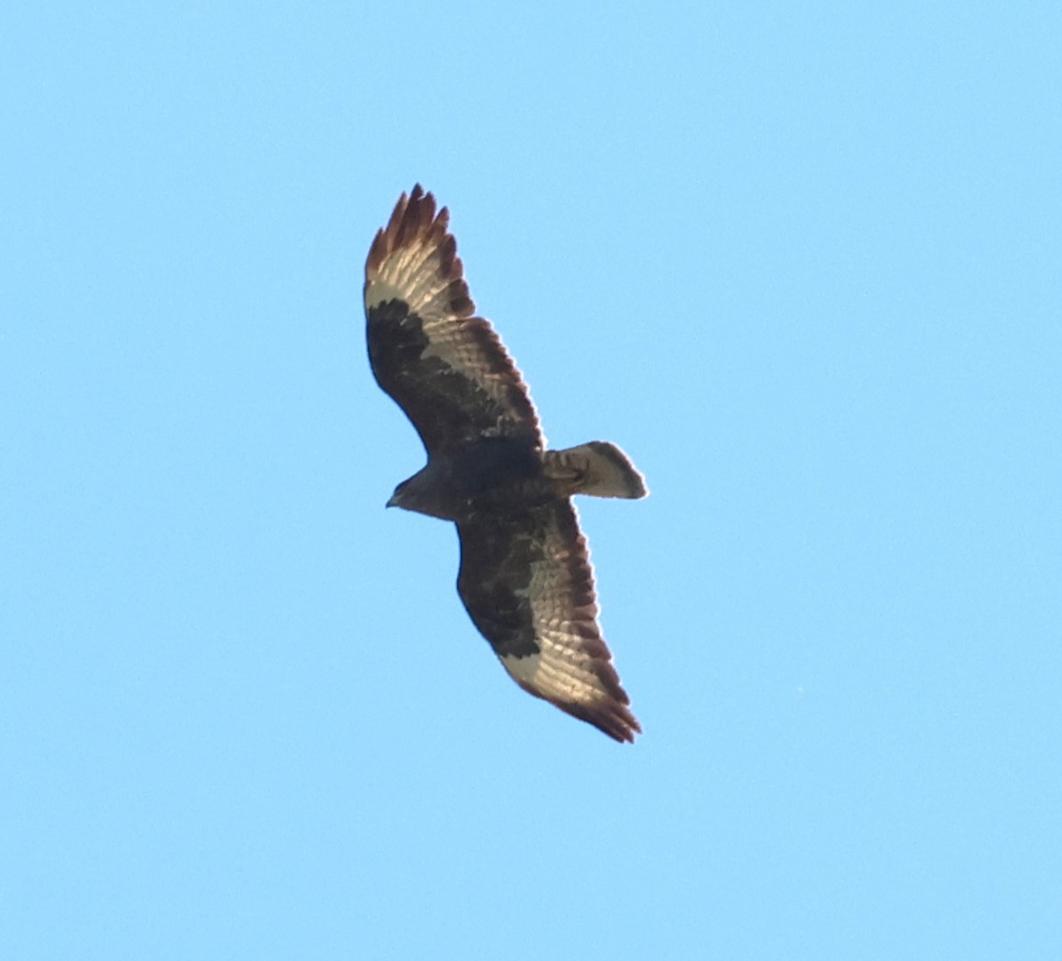 Common Buzzard - ML618658520